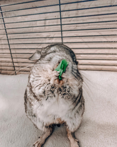 Pet Store «Pet Central», reviews and photos, 1200 Smallhouse Rd, Bowling Green, KY 42104, USA