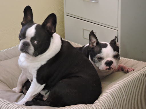 Pet Store «Tropical Pets Inc.», reviews and photos, 37-65 103rd St, Corona, NY 11368, USA