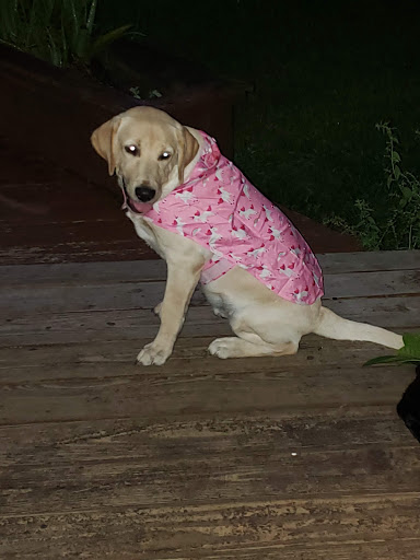 Pet Supply Store «Petco Animal Supplies», reviews and photos, 30697 US Hwy 19 N, Palm Harbor, FL 34684, USA