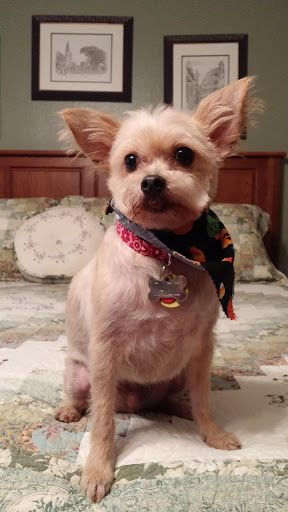 The Pampered Pooch of Zachary