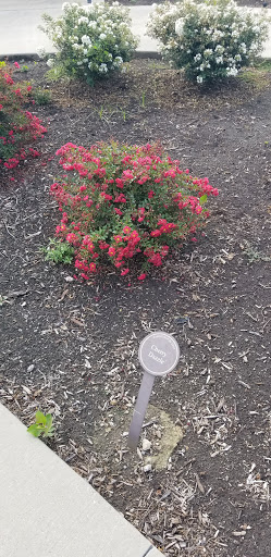 Park «The Crape Myrtle Trails of McKinney», reviews and photos, 6452 Collin McKinney Pkwy, McKinney, TX 75070, USA