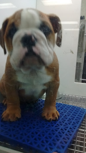 Pet Store «Petland Batavia», reviews and photos, 401 N Randall Rd, Batavia, IL 60510, USA