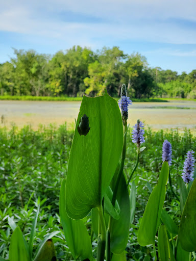 Park «Lakeside Park», reviews and photos, 5001 South Alden Bridge Drive, The Woodlands, TX 77382, USA