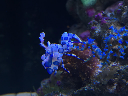 Tropical Fish Store «Fintastic Aquariums», reviews and photos, 3305 NW Main Ave, Jensen Beach, FL 34957, USA