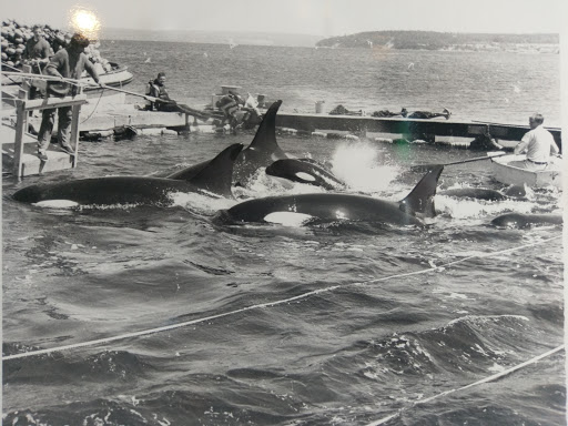 Museum «The Whale Museum», reviews and photos, 62 1st St, Friday Harbor, WA 98250, USA