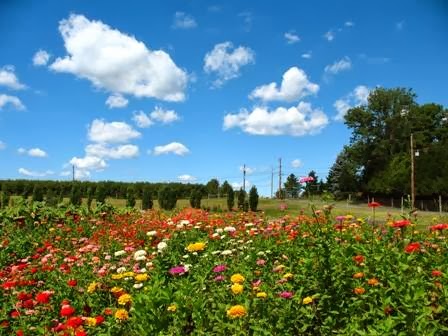 Farm «Manoff Market Gardens», reviews and photos, 3157 Comfort Rd, Solebury, PA 18963, USA