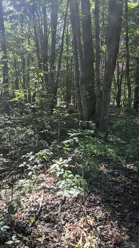 Sporting Goods Store «Futureball Paintball Park and Pro-Shops», reviews and photos, 9269 E Michigan 36, Whitmore Lake, MI 48189, USA