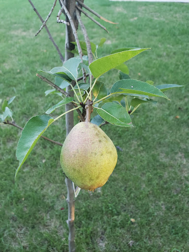 Park «Founders Park», reviews and photos, 11675 Hazel Dell Pkwy, Carmel, IN 46033, USA