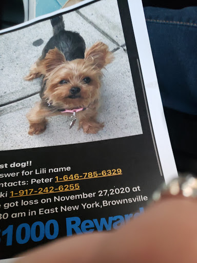 Pet Store «The Puppy Store», reviews and photos, 1163 Merrick Ave, Merrick, NY 11566, USA