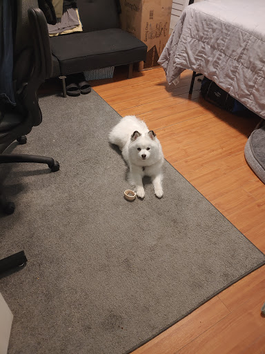 Pet Store «Petland», reviews and photos, 10289 Ulmerton Rd, Largo, FL 33771, USA