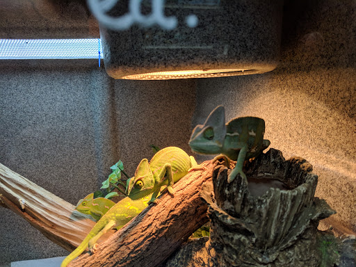 Pet Store «V.I. Pets», reviews and photos, 11975 E Lakewood Blvd, Holland, MI 49424, USA