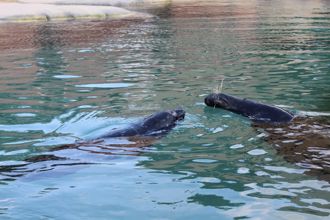 Kovler Sea Lion Pool