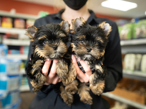 Pet Store «Petland of Plantation», reviews and photos, 801 S University Dr, Plantation, FL 33324, USA