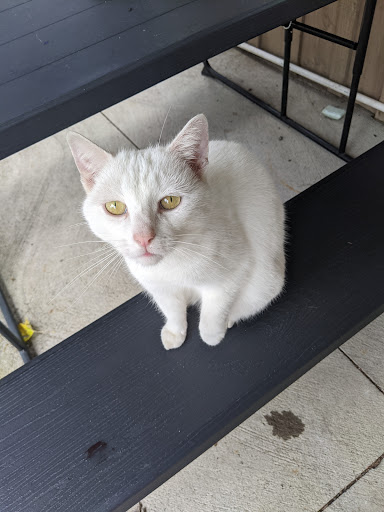 Winery «Savage Winery», reviews and photos, 11300 Savage Rd, Chaffee, NY 14030, USA