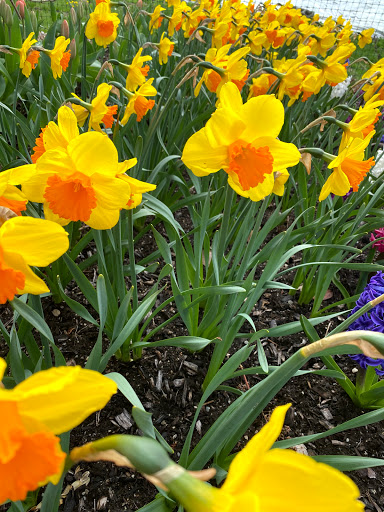 Florist «Sabellico Greenhouses & Florist», reviews and photos, 33 Hillside Lake Rd, Hopewell Junction, NY 12533, USA