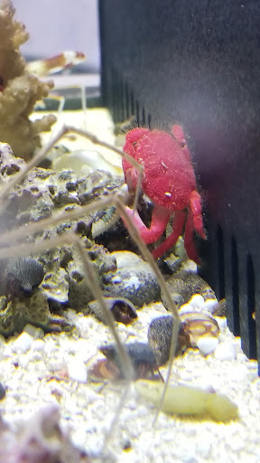 Pet Store «Pet World», reviews and photos, 891 Harriman Pl, San Bernardino, CA 92408, USA