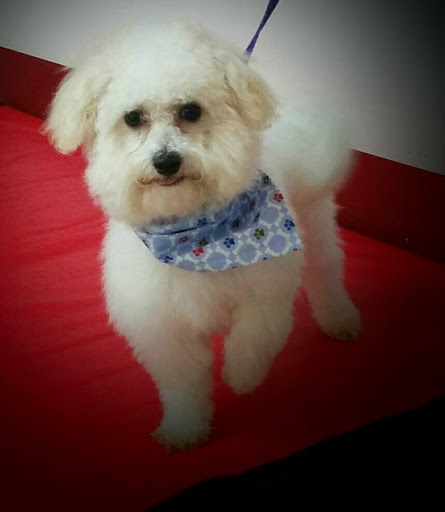 Pet Groomer «A Klassy Lassie, LLC», reviews and photos, 30 Old Jackson Rd, McDonough, GA 30252, USA