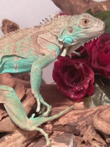 Pet Store «Off The Hook Exotics Pet Shop», reviews and photos, 926 5th Ave, Coraopolis, PA 15108, USA