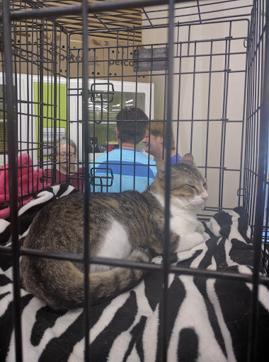 Pet Supply Store «Petco Animal Supplies», reviews and photos, 3246 N John Young Pkwy, Kissimmee, FL 34741, USA