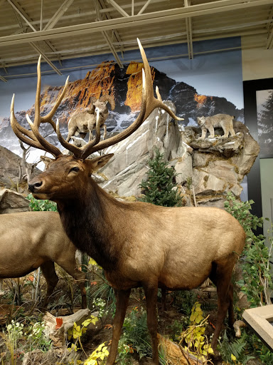 Outdoor Sports Store «Field & Stream», reviews and photos, 1501 Sentinel Dr Ste B, Chesapeake, VA 23320, USA