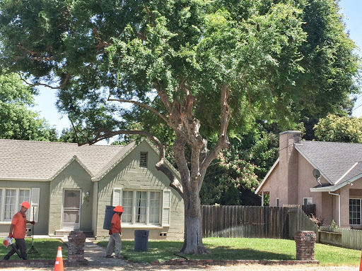 Big Ts Trees image