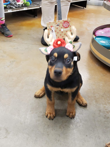 Pet Supply Store «Petco Animal Supplies», reviews and photos, 3975 Cascades Blvd #30, Kent, OH 44240, USA