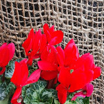 Photo n°1 de l'avis de Valter.i fait le 14/03/2023 à 16:49 sur le  Chinatown à Rimini