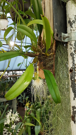 Florist «Little Brook Orchids», reviews and photos, 25 Rider Ave, Lancaster, PA 17603, USA