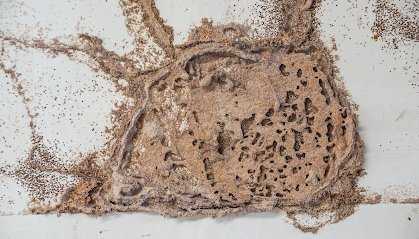 Charm City Termite Removal