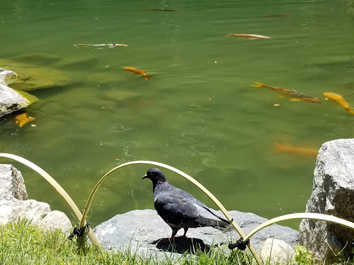 Park «Margaret T. Hance Park», reviews and photos, 67 W Culver St, Phoenix, AZ 85003, USA