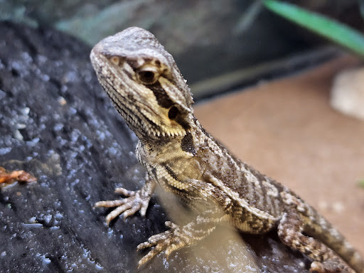 Pet Supply Store «Petco Animal Supplies», reviews and photos, 29560 W Seven Mile Rd, Livonia, MI 48152, USA