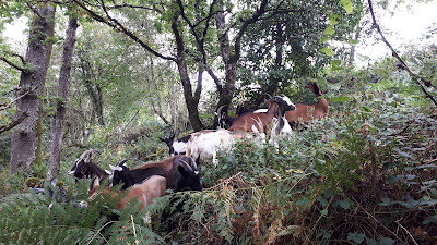 Les chèvres de Léa à Pradinas