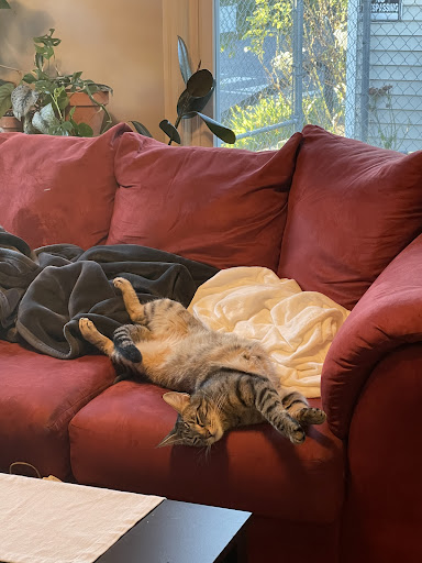 Pet Supply Store «Wet Nose», reviews and photos, 1510 Commons Dr, Geneva, IL 60134, USA