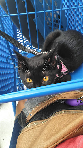 Pet Supply Store «Petco Animal Supplies», reviews and photos, 2565 NE 10th Ct, Homestead, FL 33035, USA