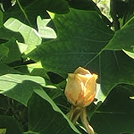 Photo n°1 de l'avis de Markus.i fait le 13/06/2023 à 14:24 sur le  Cafe bloom à Hohenwart