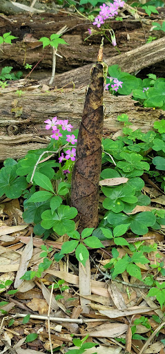 Nature Preserve «Frenchtown Rd Conservation Area», reviews and photos, 17819 Frenchtown Rd, Central, LA 70739, USA