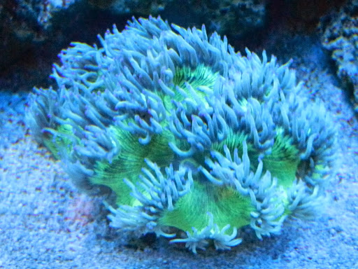 Pet Supply Store «Alsm Inc», reviews and photos, 740 Haywood Rd, Asheville, NC 28806, USA