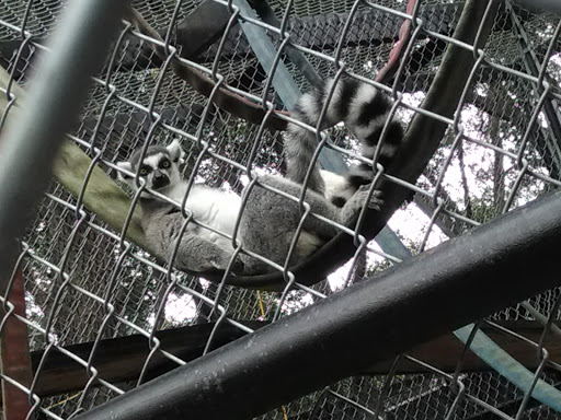 Wildlife Rescue Service «In-Sync Exotics», reviews and photos, 3430 Skyview Dr, Wylie, TX 75098, USA