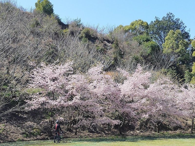 小漕桜公園