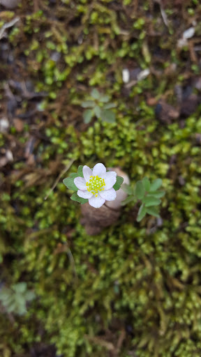 Hiking Area «Gold Branch Trail», reviews and photos, 6156 Lower Roswell Rd, Marietta, GA 30068, USA