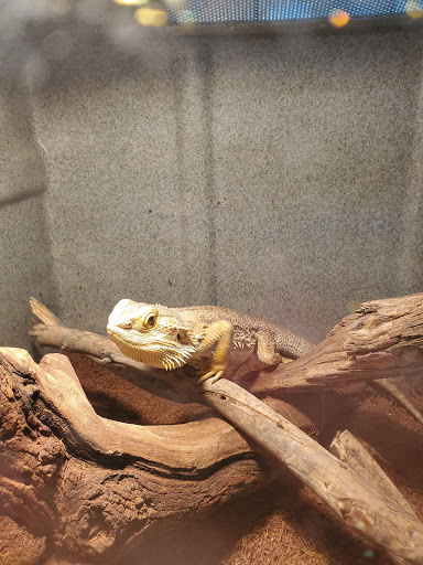 Pet Store «CUSTOM CREATURES PET SHOP», reviews and photos, 10727 N 19th Ave, Phoenix, AZ 85029, USA