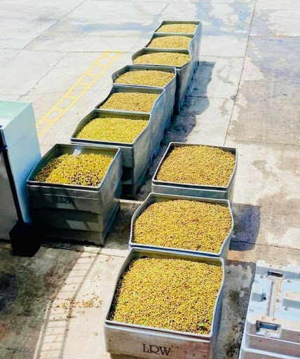 Vineyard «Lakeridge Winery & Vineyards», reviews and photos, 19239 US-27, Clermont, FL 34715, USA