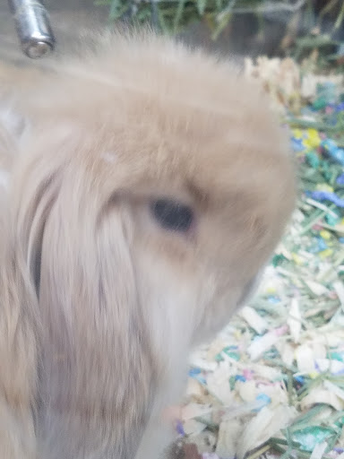 Pet Supply Store «Village Pets & Supply», reviews and photos, 4213 Montgomery Dr, Santa Rosa, CA 95405, USA