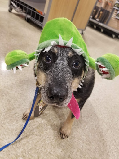 Pet Supply Store «PetSmart», reviews and photos, 401 S Mt Juliet Rd #645, Mt Juliet, TN 37122, USA