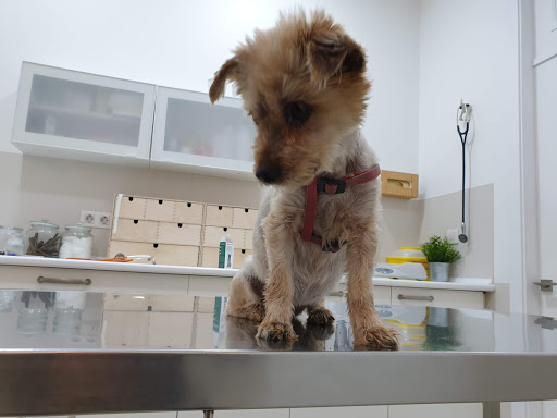 Clínica Veterinaria Santa Mariña en Redondela