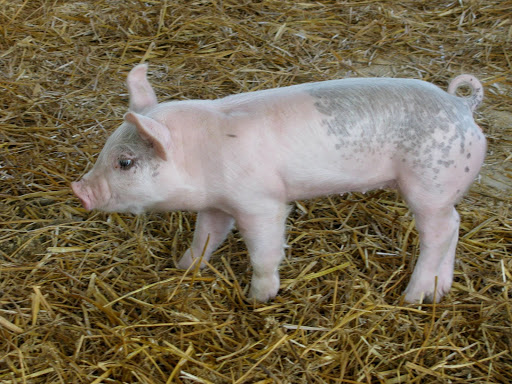 Farm «Coverdale Farm Preserve of Delaware Nature Society», reviews and photos, 543 Way Rd, Greenville, DE 19807, USA