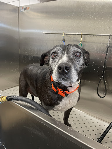 petbar Boutique Arcadia