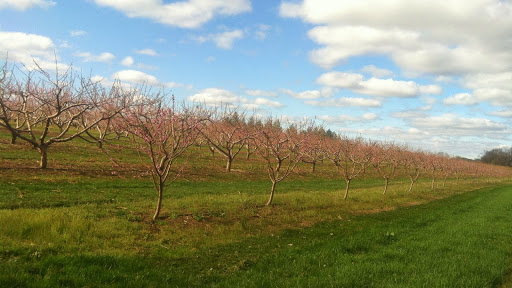 Farm «Manoff Market Gardens», reviews and photos, 3157 Comfort Rd, Solebury, PA 18963, USA