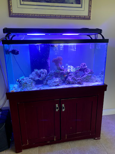 Tropical Fish Store «Hooked On Reefs», reviews and photos, 228 Hibiscus St #1, Jupiter, FL 33458, USA