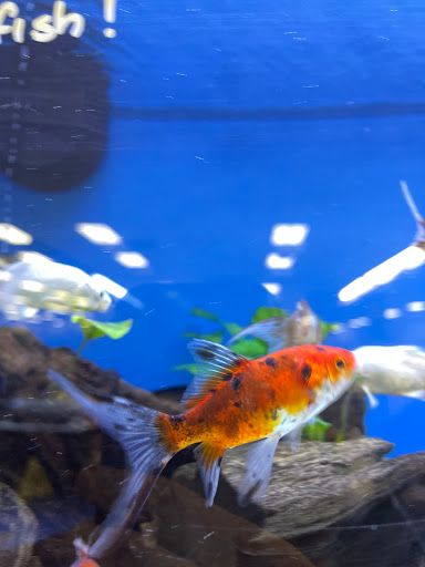 Pet Supply Store «Petco Animal Supplies», reviews and photos, 450 N Rte 17, Paramus, NJ 07652, USA